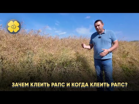 Зачем клеить рапс и Когда клеить рапс?