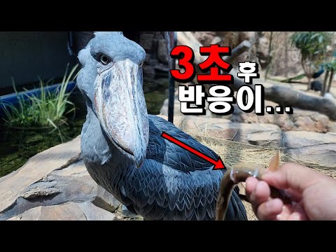 공룡의 후예 슈빌에게 미꾸라지를 주었더니...3초 후..!?