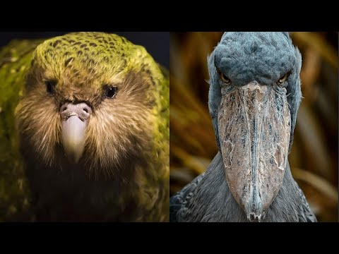 ▽ The Most Incredible Birds in the World