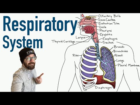 Respiratory System | Structure and Function
