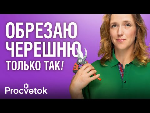 CHERRY TRIM FROM A TO Z: A unique method for shaping a compact crown and a huge harvest