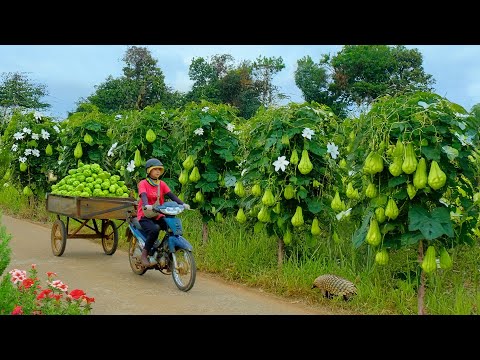 Harvesting A Cart Of Chayote After 90 Days Of Planting To Sell At The Market, Cooking, Farming