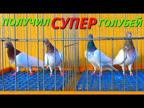 МАСТЕВЫЕ Голуби летающие по 8-9 часов 😍/ pigeon pigeons