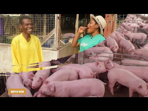 How To Cut Down Costs By Planting Your Own Pig Feeds | Retired Teacher Now Pig Farmer Explained