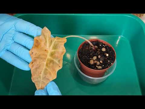 Алоказия ПОГИБЛА‼️Можно СПАСТИ⁉️