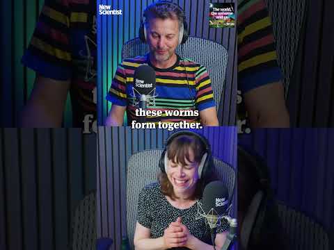 It’s the rise of the hyperworm 🪱 It turns out nematodes can merge to form superorganisms.