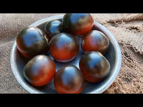 New seeds for the 2027 season