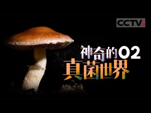 《神奇的真菌世界》02 真菌的奇妙无处不在 它既不是植物 也不是动物【CCTV纪录】