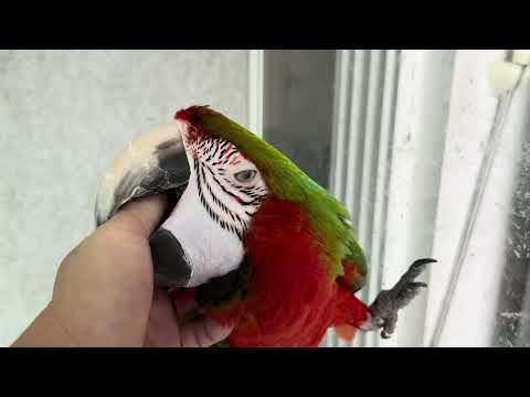 나가기 싫다고 눈치 주는 앵무새 VS 눈이 왔다고 마냥 좋아하는 아빠 🤣