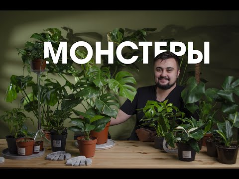 МОНСТЕРА / ВИДЫ / УХОД / РАЗМНОЖЕНИЕ