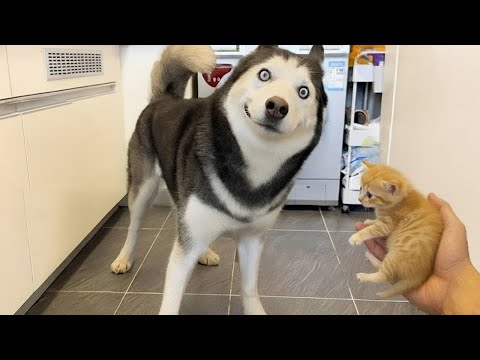 You Will Die Laughing at These Animals 🐶😹 Funniest Cat & Dog Videos Ever!