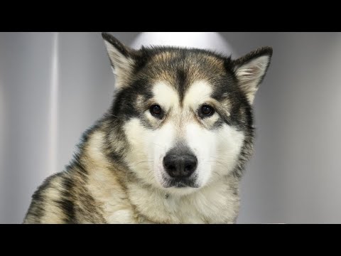 Turned Away for Being Too Big...This Malamute's Transformation is Unreal