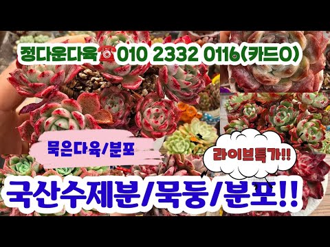 정다운다육☎️010 2332 0116 💗 묵둥/분포/중고분💗#다육군생#초보다육