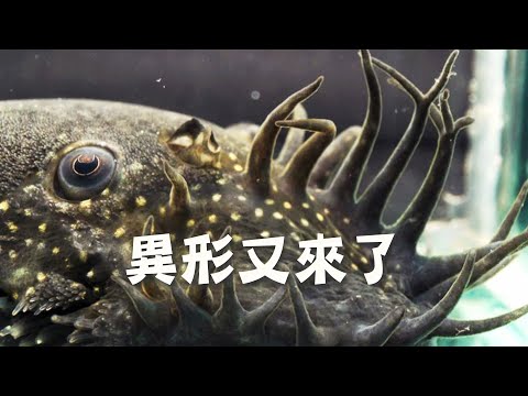 【外來種入侵】異形又來了│台灣河川生態陷危機(我們的島 第1100集 2021-04-12)