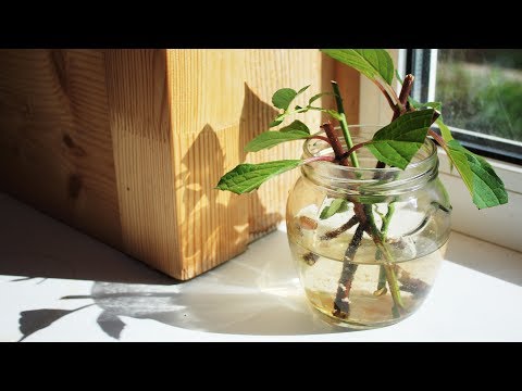 Уникальный способ укоренения черенков в воде