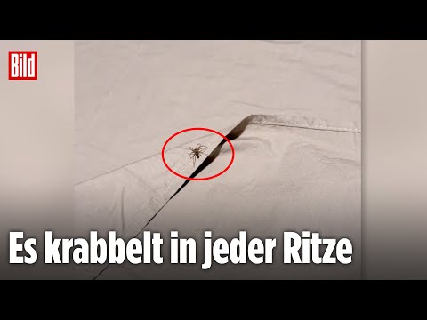 Brasilien: Spinnen-Alarm im Hotelzimmer