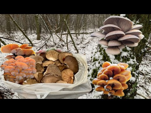 Winter and snow ❄️ | Winter mushrooms | Oyster mushroom and Flamulina | Mushroom picking in December