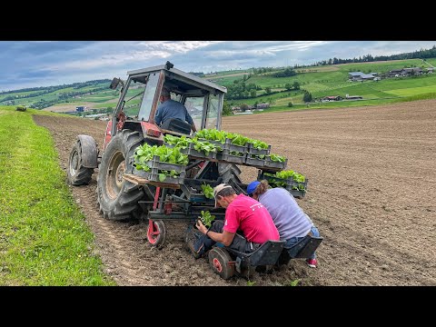 Planting TOBACCO on a farm in Switzerland