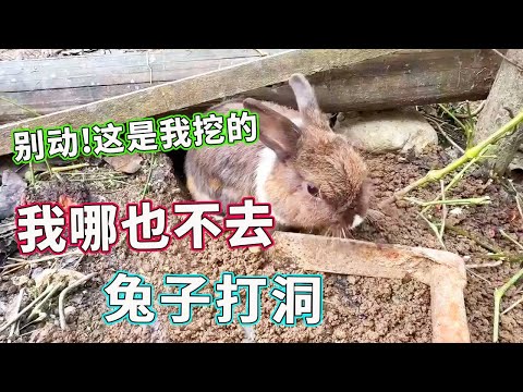 兔子打洞超认真还不让动！看着这 “劳动成果”，忍不住想：下雨不会漏吗？【天下一场梦】