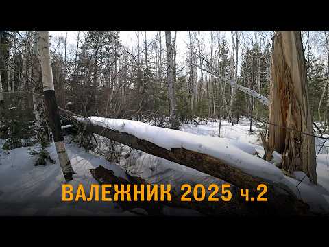 Нашёл огромные упавшие деревья  лесу. Дров хватит на целый год. Заготовка валежника продолжается