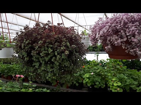 "Balls" of Callisia and Tradescantia