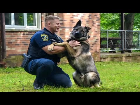 When Police Dogs Completely Forget They're on Duty! 😂 Funny Dogs video 2026