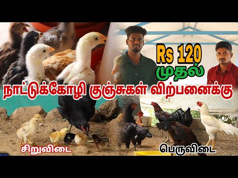 🔥 Country chicken chicks will be sent all over Tamil Nadu #pannaiveedu