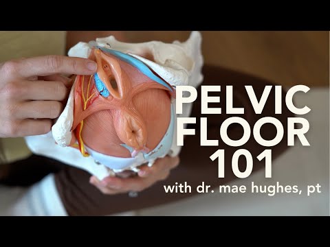 PELVIC FLOOR 101: What does it do? What can go wrong? Where to start?