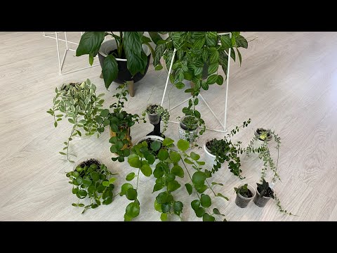 Моя колекция дисхидий . Особенности ухода. Обзор сортов.