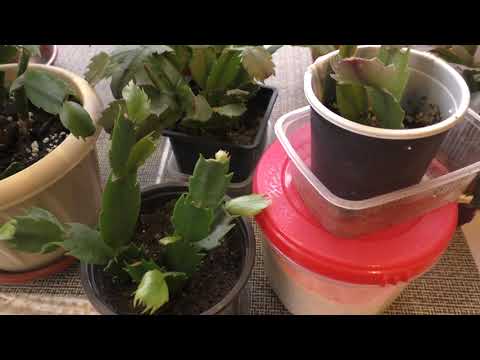 Шлюмбергеры. Первые подкормки для закладки бутонов