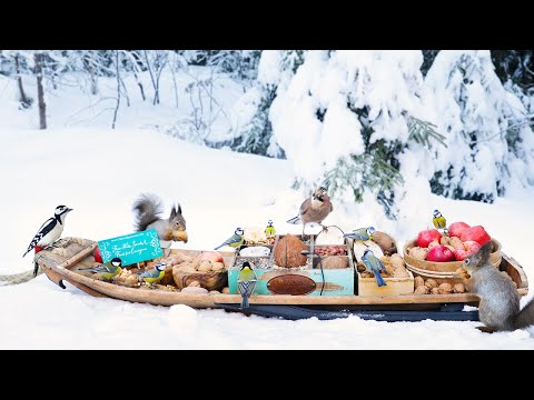 The Traveling Bird Feeder 5 | Dog & Cat TV | Relax With Birds & Squirrels | Forest Sounds