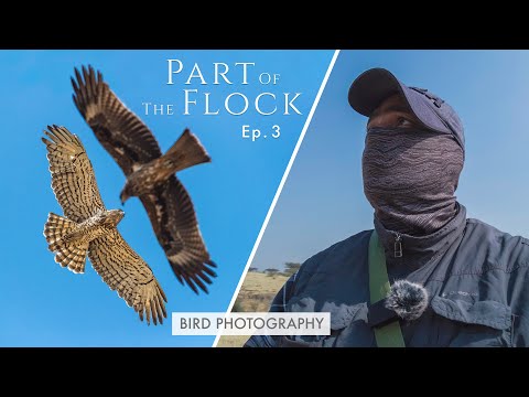 Photographing Territorial Raptors - Part Of The Flock Ep 3 | Bird Photography On Location