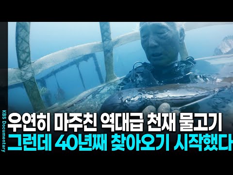 [2025 Legend] The world's most amazing genius fish visits his grandfather after 40 years... | KBS...