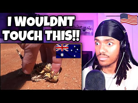 AMERICAN REACTS to the WILDEST Animal Encounters in Australia!