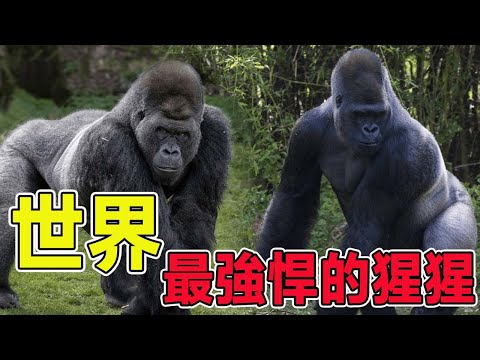 The most powerful 7 kinds of orangutans, the first silverback gorilla single kill tiger easily, its
