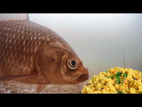 КУСКУС Работает на Всех Водоемах! Идеальная Прикормка для Карася! Подводная съемка
