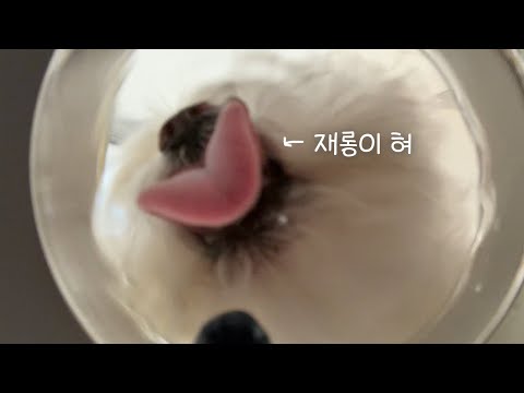 내 하트를 받아랏