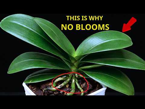 Why Healthy Orchids Bloom Less When You Care Too Much