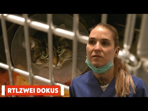 Nachtschicht als Tierärztin | Deutschland bei Nacht | RTLZWEI Dokus