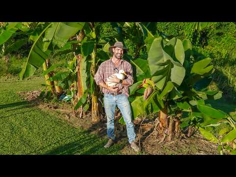 4 Years Growing Our Food (Beehive, Animals & Orchard Tour)