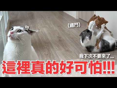 【好味小姐】我下次不要來了...這裡真的好可怕！｜好味貓日常230