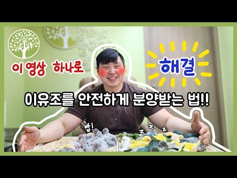 [앵무새키우기]아기 앵무새 분양 고민... 이 영상 하나로 고민 끝!!