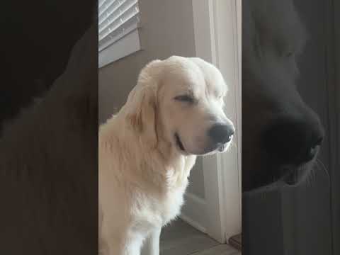 Saying Good Morning To My Senior Dog 🥹