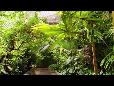 Царство растений. 1 серия из 3. Жизнь во влажном климате/Life in the Wet Zone