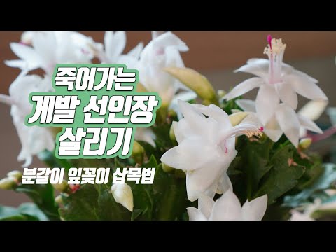 Saving a dying crab cactus - raising breeding repotting soil mixing