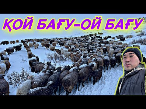 Қой бақтым қоңырау тақтым, қой жағдайы.