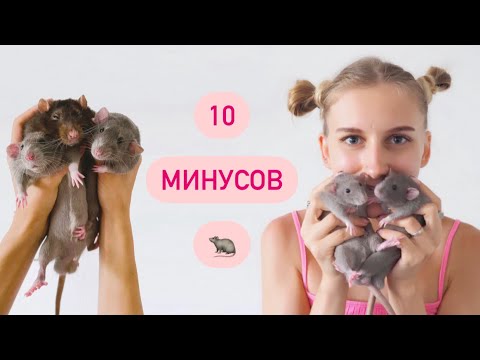 Минусы крыс 🐀