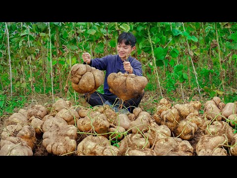 Jicama's cooking techniques and long-term preservation methods, traditional Chinese cuisine#jicama