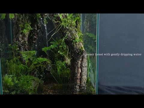 Dripping Moss Forest Terrarium