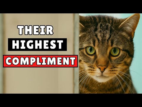 10 Deepest Compliments Your Cat Gives Only When They Truly Love You